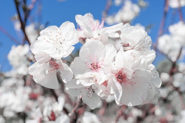 Des fleurs de cerise sur une branche avec un fond flou