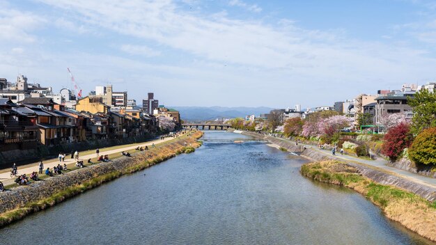 Les fleurs de cerise le long de la rivière Kamo Kamogawa Kyoto Japon.