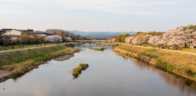 Les fleurs de cerise le long de la rivière Kamo Kamogawa Kyoto Japon.