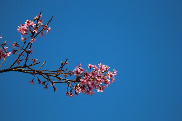 Fleurs de cerise rose sauvage de l&#39;Himalaya s&#39;épanouissent en hiver sur fond de ciel bleu