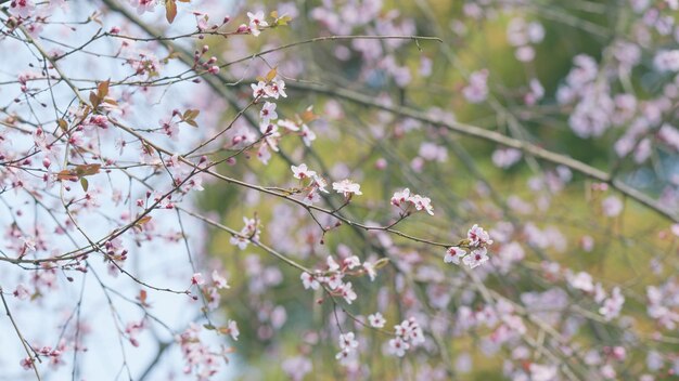 Les fleurs de cerises sakura japonaises magnifique jardin en fleurs par une journée ensoleillée fleur de branche détaillée