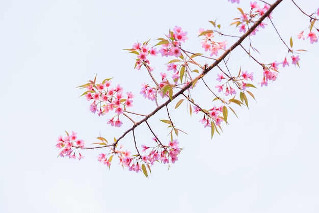 Photo les fleurs de cerises sauvages de l'himalaya au printemps prunus cerasoides fleur de sakura rose sur fond blanc isolée