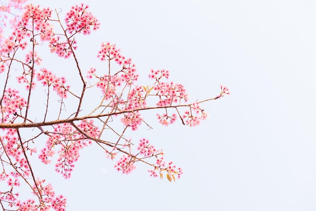 Photo les fleurs de cerises sauvages de l'himalaya au printemps