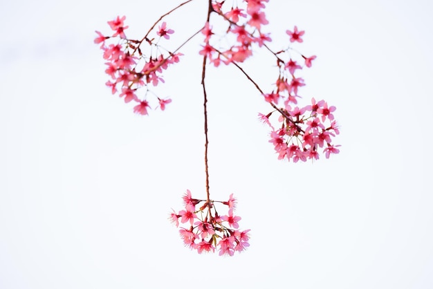 Photo les fleurs de cerises sauvages de l'himalaya au printemps