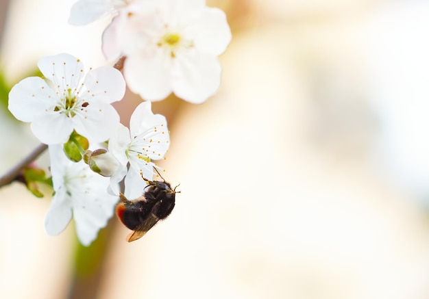 Photo fleurs de cerisier et abeille recueille le pollen. copier l'espace