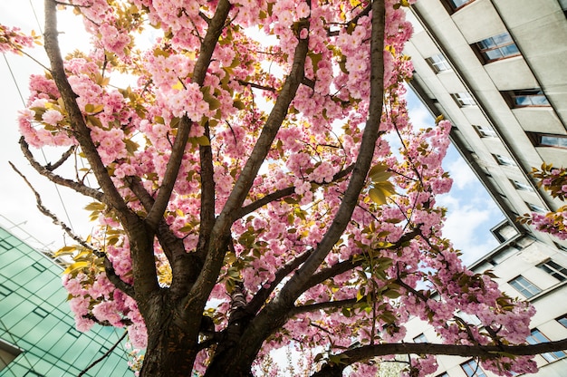 Fleurs de cerisier sur un arbre