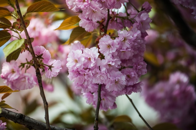 Fleurs de cerisier sur un arbre