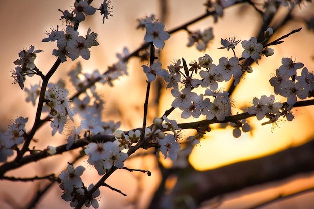 Fleurs de cerisier au premier plan pendant le coucher du soleil romantique devant un pré