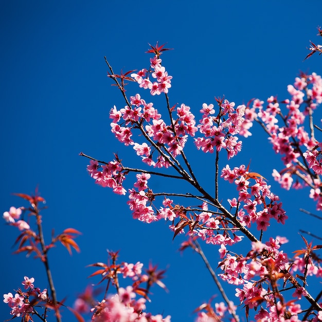 Fleurs de cerisier avec une belle couleur d&#39;arrière-plan