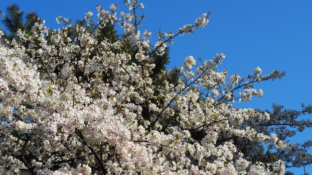 Fleurs de cerisier blanc. Les arbres Sakura fleurissent dans Meguro Ward Tokyo Japon de mars à avril. Les cerisiers en pleine floraison sont parfaits pour les visites touristiques et les festivals. Fleurs de Sakura à 5 pétales.