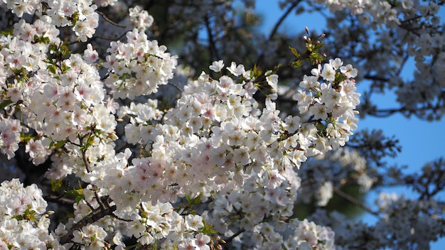 Fleurs de cerisier blanc. Les arbres Sakura fleurissent dans Meguro Ward Tokyo Japon de mars à avril. Les cerisiers en pleine floraison sont parfaits pour les visites touristiques et les festivals. Fleurs de Sakura à 5 pétales.