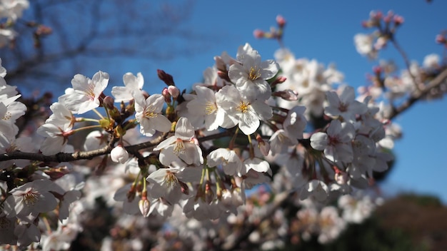 Fleurs de cerisier blanc. Les arbres Sakura fleurissent dans Meguro Ward Tokyo Japon de mars à avril. Les cerisiers en pleine floraison sont parfaits pour les visites touristiques et les festivals. Fleurs de Sakura à 5 pétales.