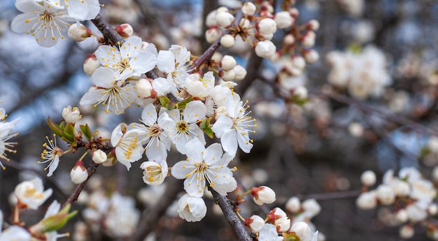 Fleurs de cerisier blanc sur brindille. Branche de cerisier en fleurs. Isolé sur fond blanc sans ombre. Spray cerise avec fleurs blanches épanouies.