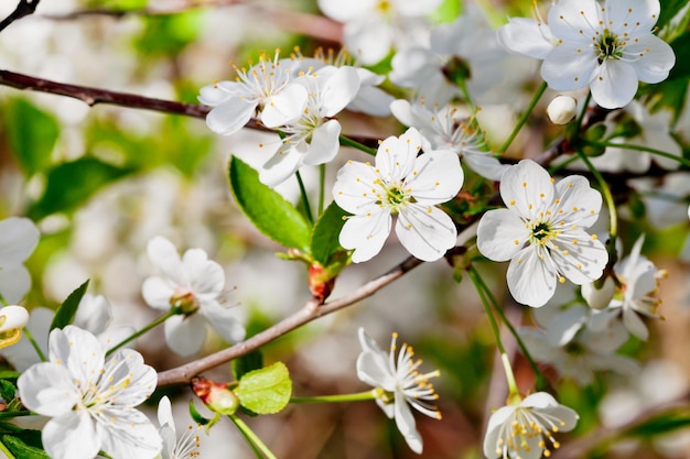 Fleurs de cerisier blanc sur brindille