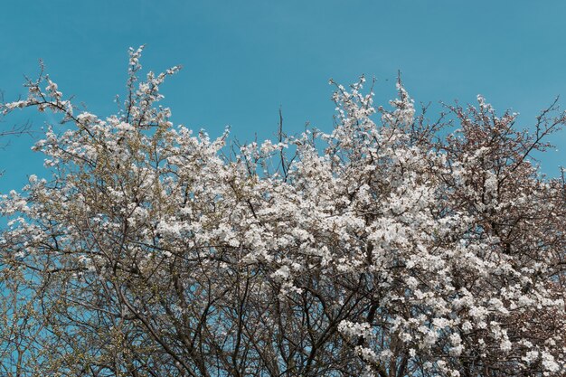 Fleurs de cerisier blanc dans le jardin de printemps sur fond de ciel bleu