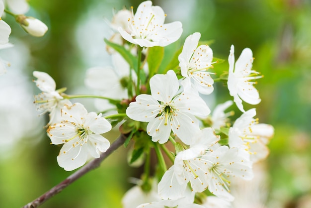 Fleurs de cerisier blanc fleurissant dans le jardin