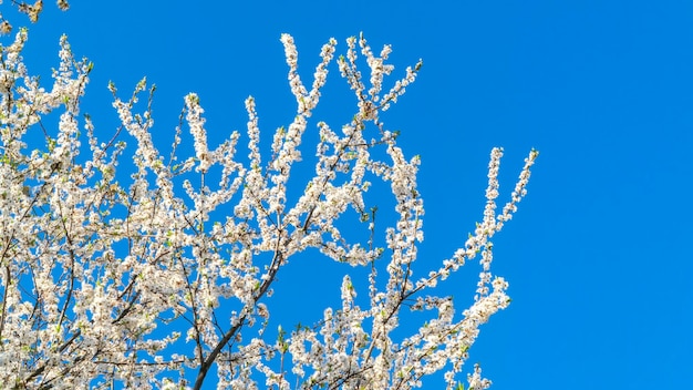 Les fleurs de cerisier blanc fleurissent au printemps