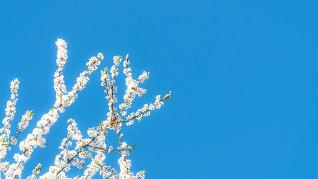 Les fleurs de cerisier blanc fleurissent au printemps