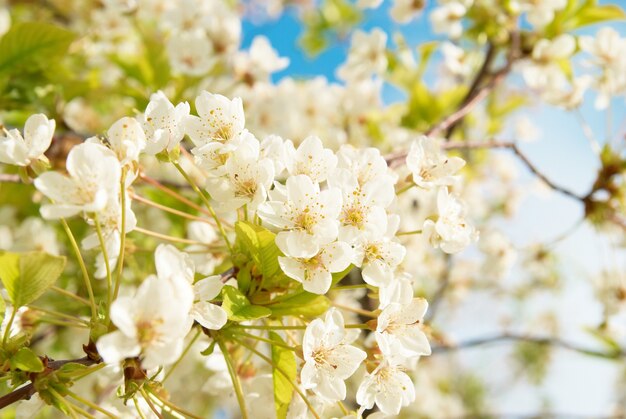 Fleurs de cerisier blanc avec fond de ciel bleu