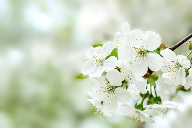 Fleurs de cerisier blanc gros plan, arbres fruitiers