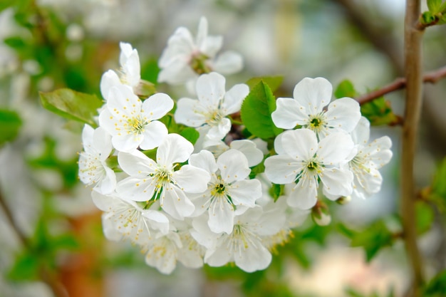 Fleurs de cerisier blanc soft focus printemps doux arrière-plan flou fleur d'abricot en fleurs