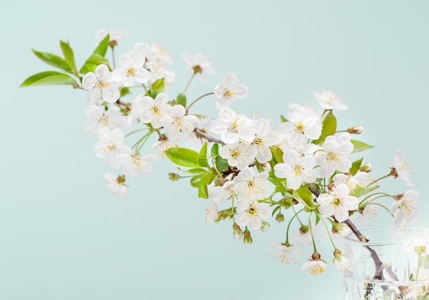 Fleurs de cerisier blanc