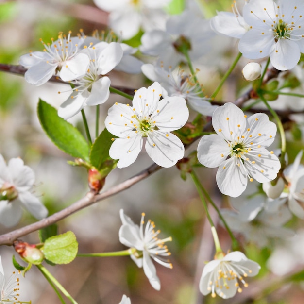 Fleurs de cerisier blanches au printemps