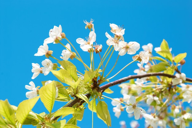 Fleurs de cerisier blanches avec ciel bleu