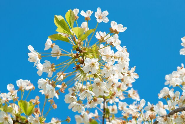 Fleurs de cerisier blanches avec ciel bleu