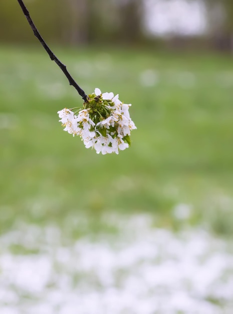 Fleurs de cerisier blanches dans le parc du printemps Beau fond de nature Printemps dans la campagne