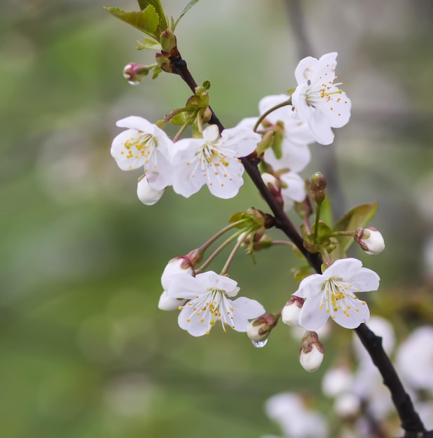 Fleurs de cerisier blanches dans le parc du printemps Beau fond de nature Printemps dans la campagne