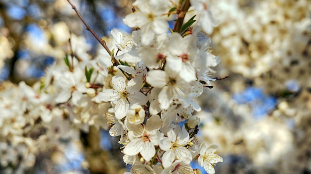 Les fleurs de cerisier blanches en fleurs sont un symbole de printemps et de pureté