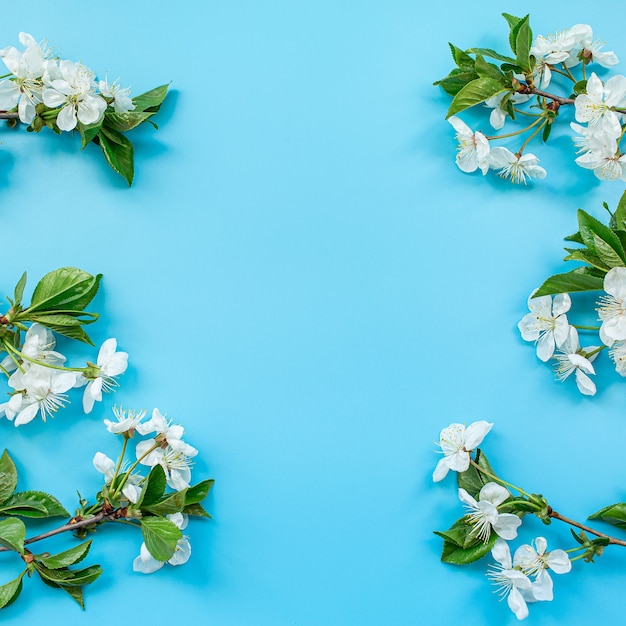 Fleurs de cerisier sur bleu