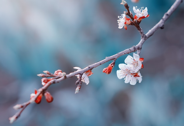 Fleurs de cerisier sur une branche au printemps