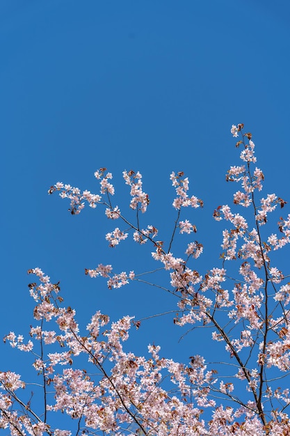 Fleurs de cerisier cerise sur fond de ciel bleu