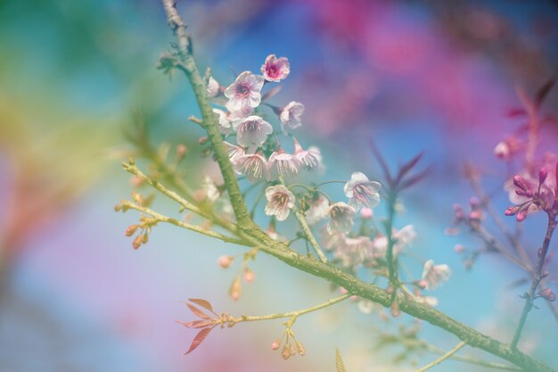 Fleurs de cerisier colorées sur une haute montagne