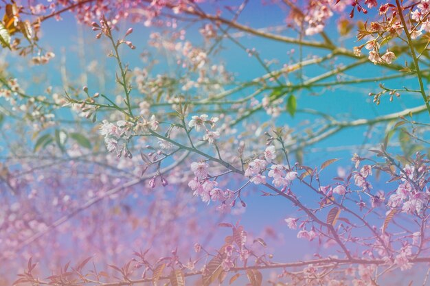 Fleurs de cerisier colorées sur une haute montagne.