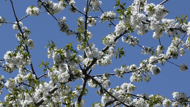 Fleurs de cerisier contre le ciel bleu