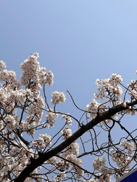 Fleurs de cerisier contre un ciel bleu