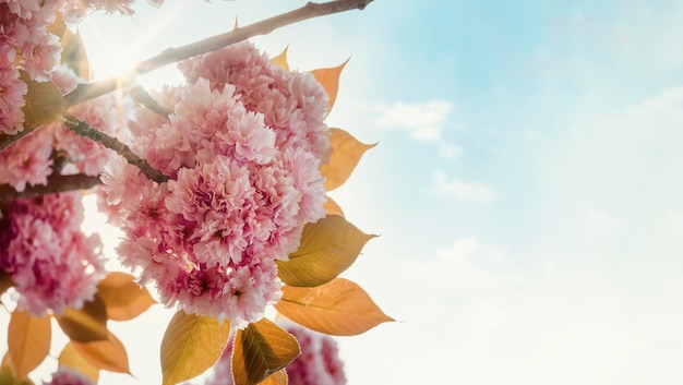 Fleurs de cerisier contre le coucher du soleil Belle scène de la nature avec arbre en fleurs et éruption solaire