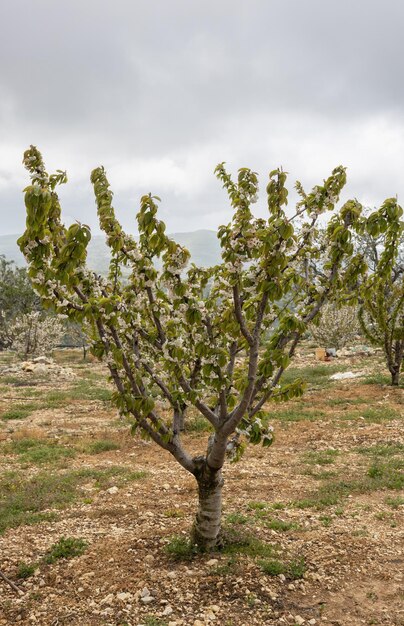 Fleurs de cerisier dans la brume matinale