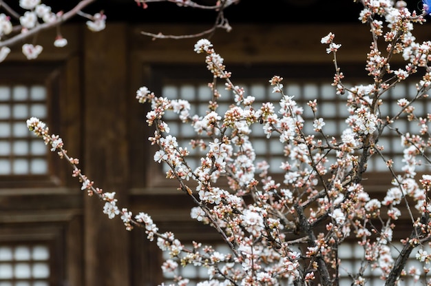 Photo fleurs de cerisier dans un jardin à séoul corée du sud