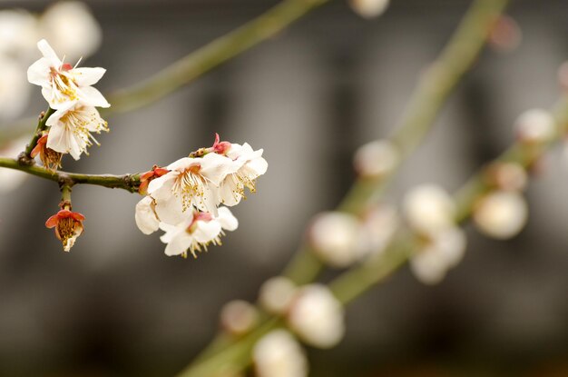 Fleurs de cerisier dans un jardin à Séoul Corée du Sud