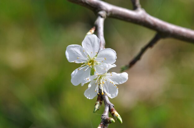 Fleurs de cerisier dans un jardin