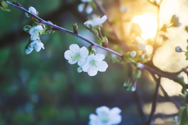 Fleurs de cerisier dans le parc du printemps Belles branches d'arbres avec des fleurs blanches dans la lumière chaude du coucher du soleil