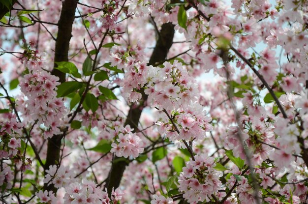 Fleurs de cerisier dans le parc