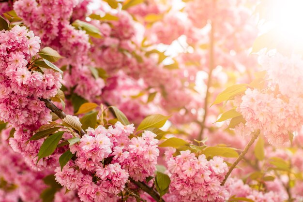 Fleurs de cerisier dans les rayons du soleil d'été cerises sur un arrière-plan flou de la nature Fleurs de printemps Fond de printemps avec bokeh