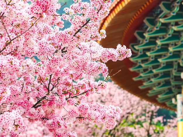 Fleurs de cerisier dans un temple traditionnel