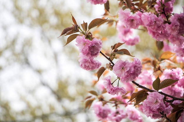 Fleurs de cerisier doubles en pleine floraison