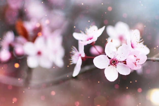 Fleurs de cerisier étonnantes sur fond de nature floue Arbre en fleurs de printemps Fond de printemps avec bokeh lumineux